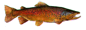fish4.gif (21826 bytes)
